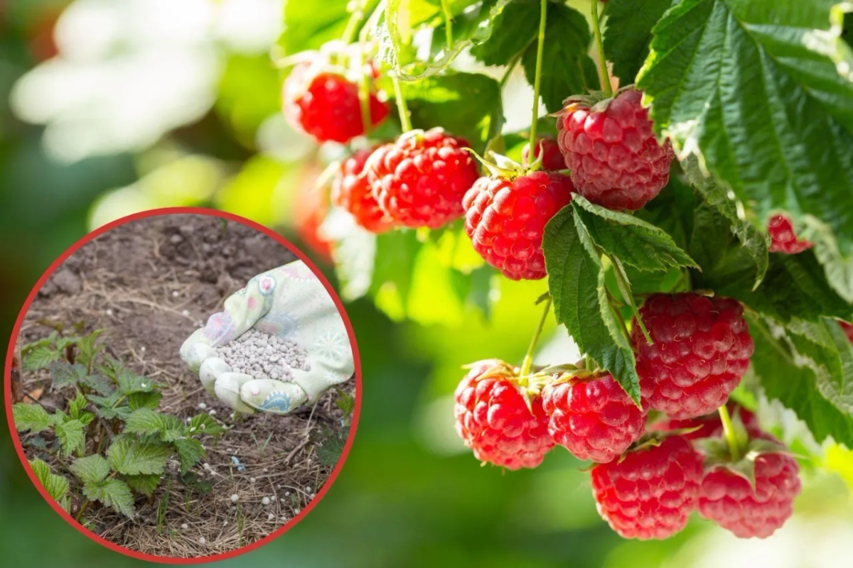 Jakie nawozy stosować pod maliny, aby uzyskać zdrowe i obfite plony?