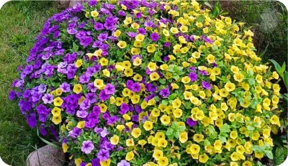 Kiedy siać nasiona supertunii vista, aby uniknąć nieudanych siewów?