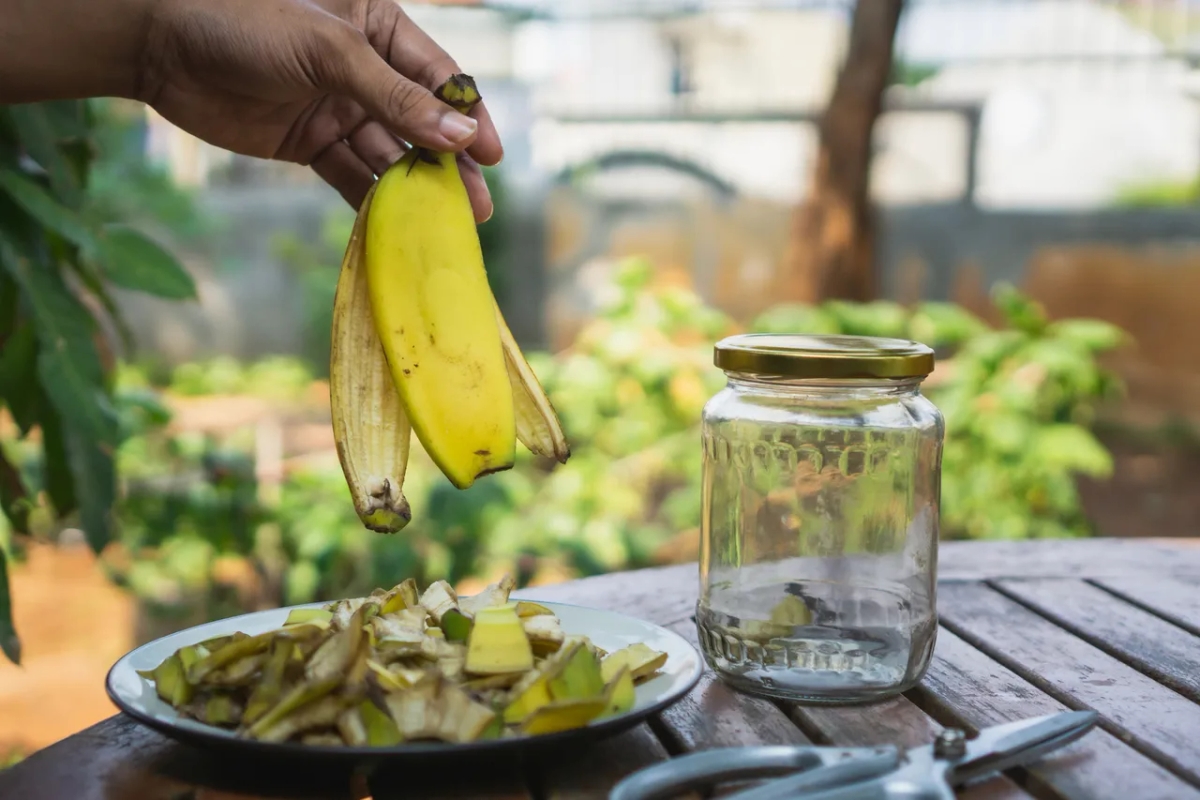 Jaki nawóz do bananowców zapewni im zdrowy wzrost i owocowanie?