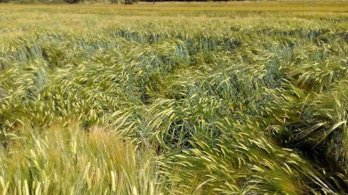 Jaki nawóz pod jęczmień ozimy? Kluczowe wskazówki dla rolników