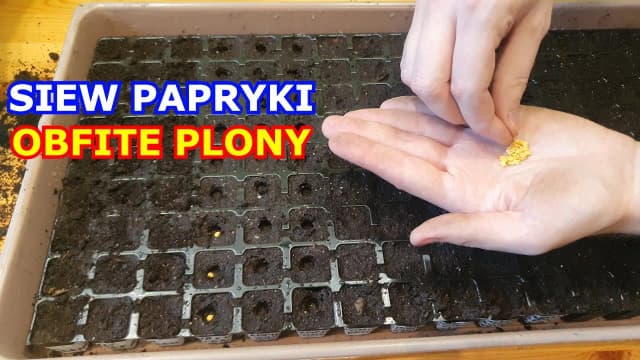 Kiedy siać warzywa na rozsady, aby uniknąć błędów i zyskać plony