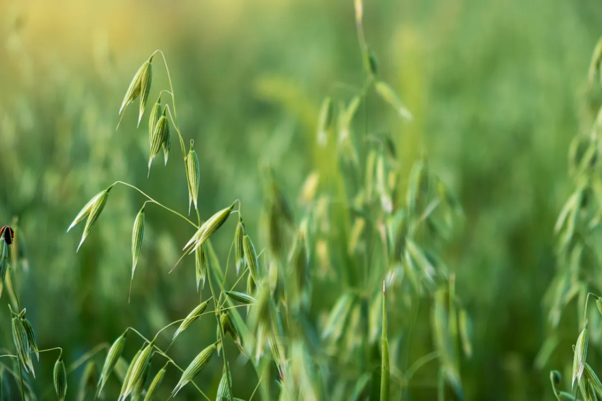 Ile siać owsa na hektar? Odkryj optymalne normy wysiewu
