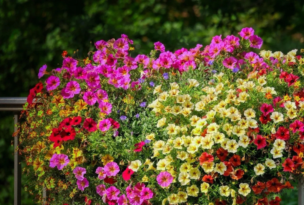 Nasiona petunii kiedy siać - idealny czas na zdrowe sadzonki