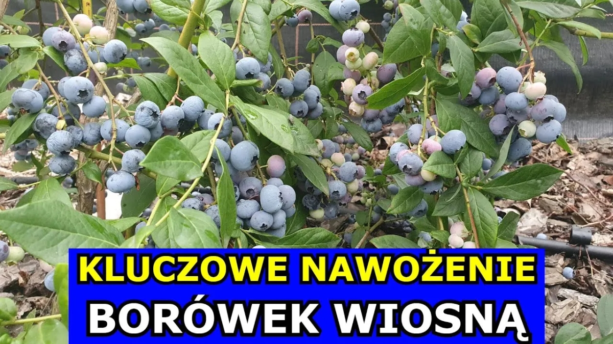 Kiedy stosować nawóz do borówek, aby uniknąć słabych plonów?
