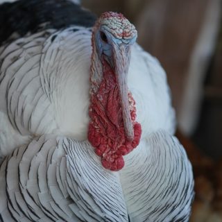 closeup-shot-of-a-white-domesticated-turkey-in-the-farm-min
